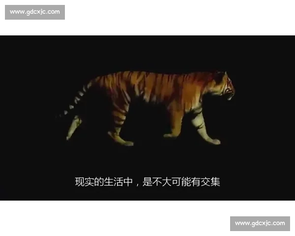 霸王龙与东北虎跨时空巅峰对决谁才是真正王者科学想象震撼解析视频